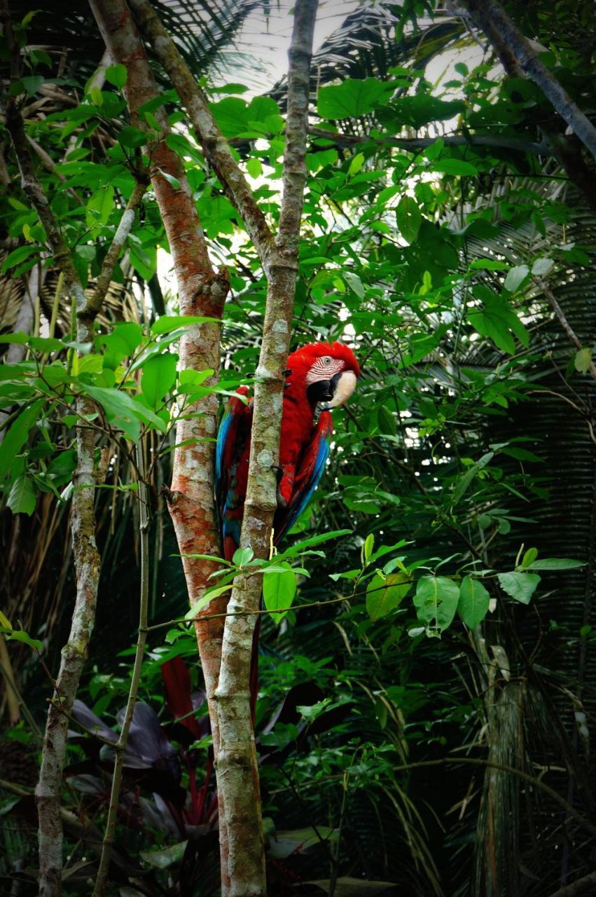 Villa Hermosa De Tambopata Casa Hospedaje & Hostel 푸에르토말도나도 외부 사진