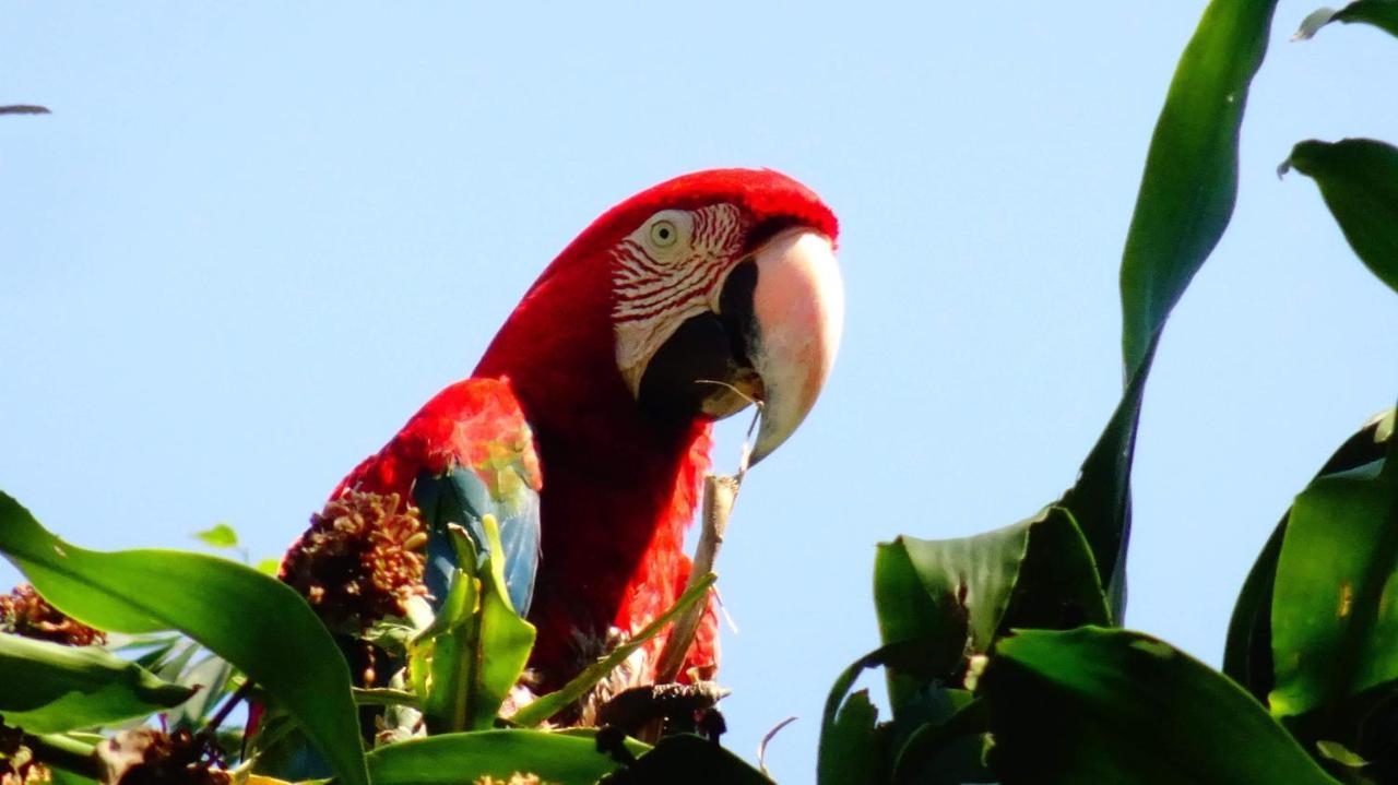 Villa Hermosa De Tambopata Casa Hospedaje & Hostel 푸에르토말도나도 외부 사진